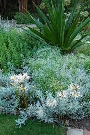 Image result for Chlorophytum colubrinum
