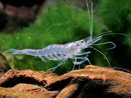 How many ghost shrimp should i get? Ghost Shrimp Epond