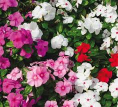 Shrubs are plants with woody stems that are smaller than tall trees. Trial Garden 2021 Issuu