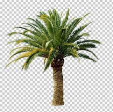 Kami (anak pokok kurma) telah berpindah ke. Arecaceae Png Clipart Arecaceae Arecales Areca Palm Bild Ceroxyloideae Free Png Download