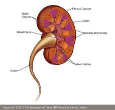 If kidney cancer is diagnosed at an early stage, there is a good chance of a cure. Kidney Cancer Md Anderson Cancer Center