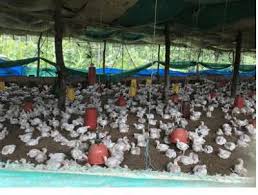 BUENAS PRÁCTICAS AMBIENTALES Y PRODUCCIÓN SOSTENIBLE ACTIVIDADES AÑO 2020 A  los pequeños productores se les brindo asesoría