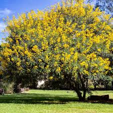 Image result for Cassia thyrsoidea