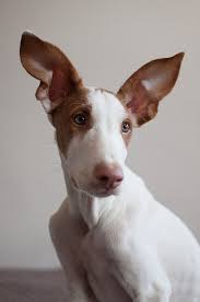 handsomedogs cute animals dogs hound puppies