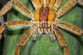 Check spelling or type a new query. Eine Brasilianische Wanderspinne Phoneutria Sp Wartet In Costa Wandposter Poster Tierwelt Wanderschaft Lebendige Myloview De