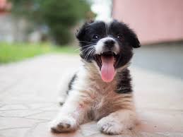 He may be suffering from a shock or stress, or he may have puppy breathing fast and other suspicious symptoms mean that something is definitely wrong, so do not hesitate about visiting the vet. Why Is My Puppy Breathing Fast