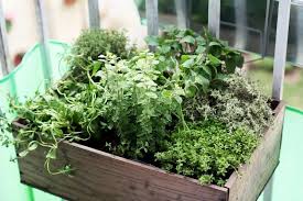 Herbes Aromatiques Faites Vous Ces 12 Erreurs Jardinage Urbain Amenagement Jardin Jardin D Herbes