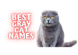 Gray cats are adorable, sleek, and slightly mysterious. 200 Best Cat Names For Gray Cats And Their Meanings Happy Cats Online