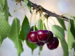 Bon plan montpellier est l'un des magasins en ligne préférés pour acheter saints de glace 2020 des gelées enregistrées en france à des prix beaucoup plus bas que ceux que vous paieriez si vous magasinez sur amazon et d'autres. Saints De Glace Au Verger 4 Infos Pour Reperer Les Gelees