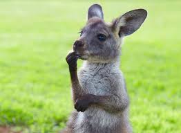 Australia Immigration Migration Agent In Singapore Funny Animals Cute Animals Australian Animals