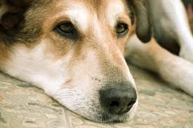13 Signs Your Dog Is Dying How To Know When Your Dog Is Ready To Go