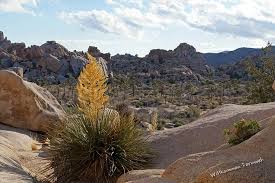 Maybe you would like to learn more about one of these? Ein Kleines Juwel Das Hidden Valley Im Joshua Tree National Park