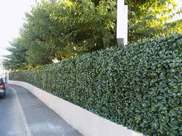 Haie Sur Muret Existant Mur Vegetal Exterieur Haie Vegetale Haie Vegetale Brise Vue