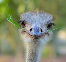 Bird That Looks Like An Ostrich Fairy Wren Smiling Animals Animals Beautiful Happy Animals