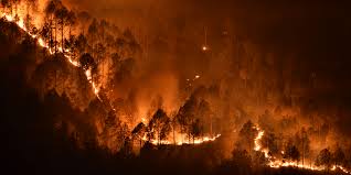 Los seres humanos causan la mayoría de los incendios forestales. Cual Es El Impacto De Los Incendios Forestales En Los Ecosistemas Seguros Sura