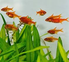 Ember Tetra Fish Tank Plants Aquarium Fish Tank Betta Fish Tank Mates
