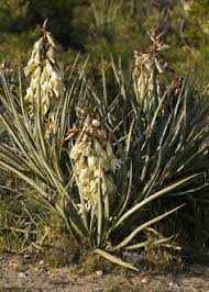 42 Best My Father Images San Jose California Trips California History