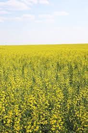What S The Difference Between Canola And Rapeseed Oil Yellow Fields Rapeseed Oil Canola Plant