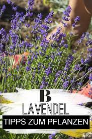 Lavendel Pflanzen So Funktioniert S Lavendel Pflanzen Garten Lavendel Lavendel