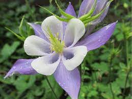 Check spelling or type a new query. List Of 300 Flower Names A To Z With Images Florgeous