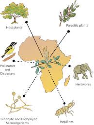 Image result for Agelanthus terminaliae