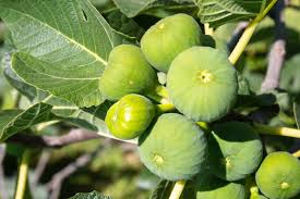 Image result for Ficus sur