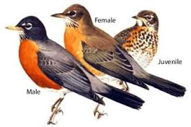 Robins begin breeding when they're about one year old and usually live for two years, though one wild robin. Robins How To Avoid Or Resolve A Wildlife Conflict Living With Wildlife Wildlife Fish Wildlife Maine Dept Of Inland Fisheries And Wildlife