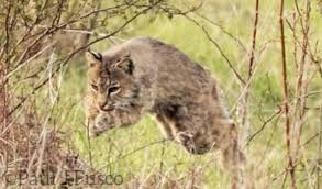 A bobcat was resting in the grass when a coyote came after it but bobcat kept its cool and repelled it. Rabid Bobcat Attacks Two People Dog In Quiet Ct Neighborhood Brookfield Daily Voice