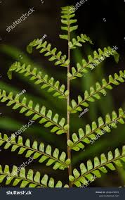 Image result for Didymochlaena truncatula