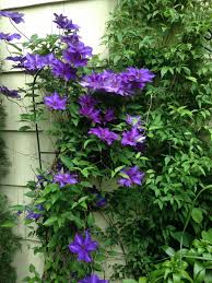 We did not find results for: 16 Ideeen Over Clematis The President Tuin Clematis Klimplanten