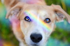 Hühnerbrust mit reis und gemüse. Diy Eine Fliege Schleife Fur Den Hund Nahen Streunerherz Hundeblog Rescued Loved