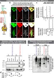 We did not find results for: Proteomics Of Protein Trafficking By In Vivo Tissue Specific Labeling Nature Communications