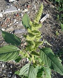 Image result for Amaranthus hybridus
