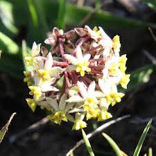 Image result for Sopubia conferta