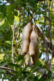 Is the sausage tree fruit poisonous to humans? Branch Of Kigelia Pinnata Or African Sausage Tree With Not Edible Stock Photo Picture And Royalty Free Image Image 118665951