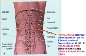 Kidney Anatomy Flashcards Quizlet