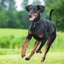 Browse and find doberman puppies today, on the uk's leading dog only classifieds site. Dobermann Pdsa
