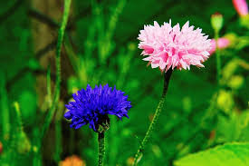 We did not find results for: Garden Flowers Cornflowers Nature Pink Blue Summer Plant Wild Herb Garden Flowers Wild Flowers Pikist