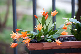 Here is an entire tour of all my houseplants. Christmas Cactus Dummer Garden Manage Gfinger Es La App De Jardineria Mas Profesional