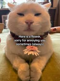 Apology Flower Gift for Your Loved One