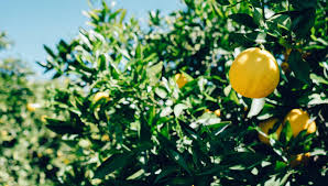 See more ideas about lemon tree, fruit trees . Lemon Trees How To Grow A Lemon Tree Love For Gardens