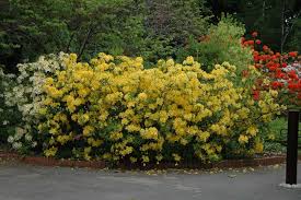 The Bright Yellow Of Lemon Lights Azalea Is A Bright Ray Of Sunshine In Early Spring Landscape Live Plants Plants