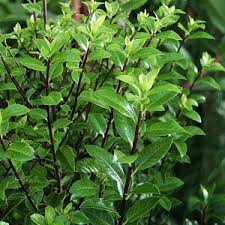 Image result for Pittosporum tenuifolium