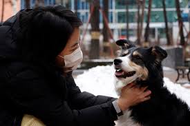 Look at pictures of border collie puppies who need a home. Woof Or Hello South Korean Firm Develops Smart Dog Collar To Translate Emotions Behind Barks Daily Sabah