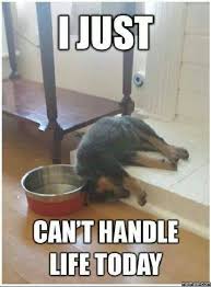 No Parent Looks Forward To Their Kids Teenage Years Do They Funny Animal Memes Funny Dog Memes Funny Animal Jokes