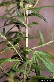 Check spelling or type a new query. Artemisia Vulgaris Lower Hudson Partnership For Regional Invasive Species Management
