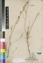 Image result for Wahlenbergia madagascariensis