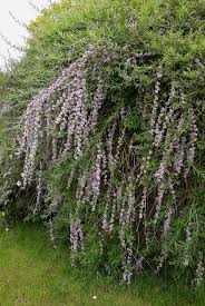 Maybe you would like to learn more about one of these? Buddleja Alternifolia Wikipedia