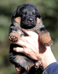 We did not find results for: Happy 2021 Puppy News Alta Tollhaus German Shepherds Kafkaesque
