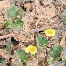 Image result for Merremia emarginata